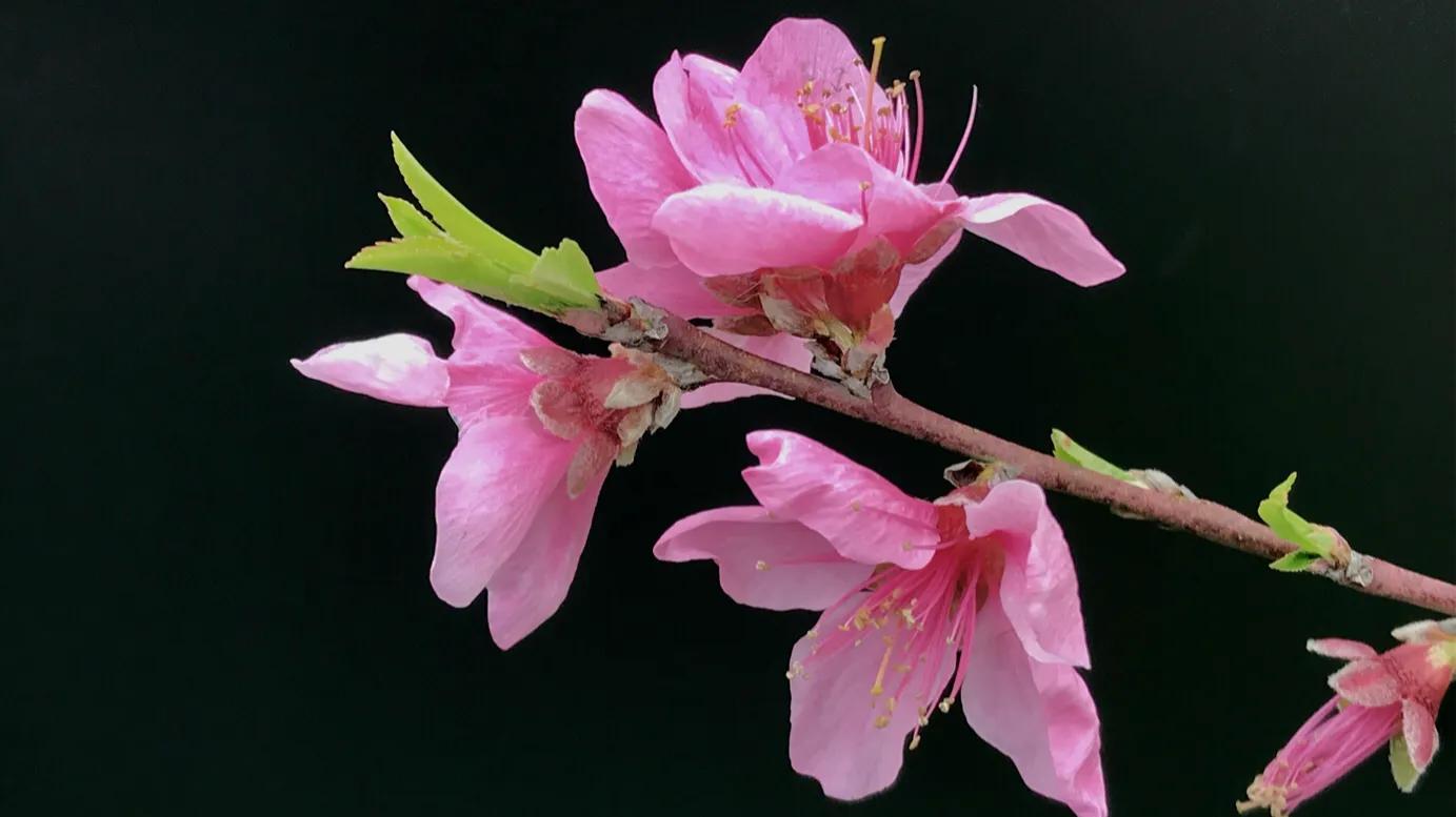 桃花的寓意是什么,桃花的诗句唯美句子