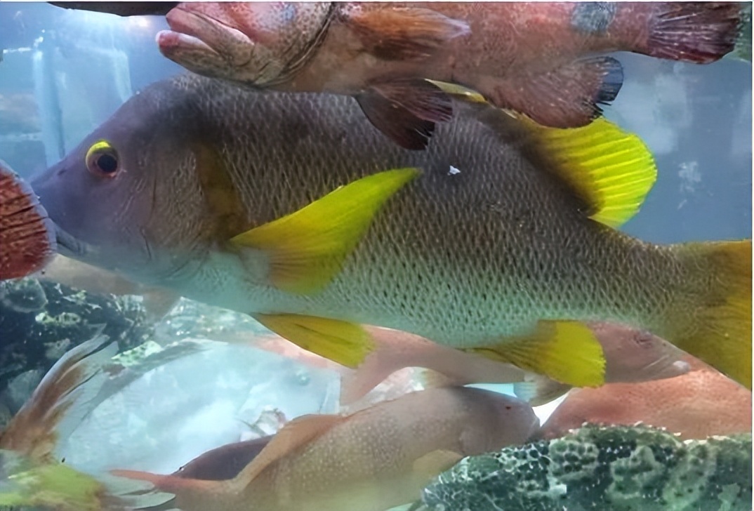 香港海鲜市场生猛海鲜,香港最大水产品市场