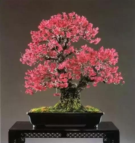 梅花老桩盆景,梅花盆景制作