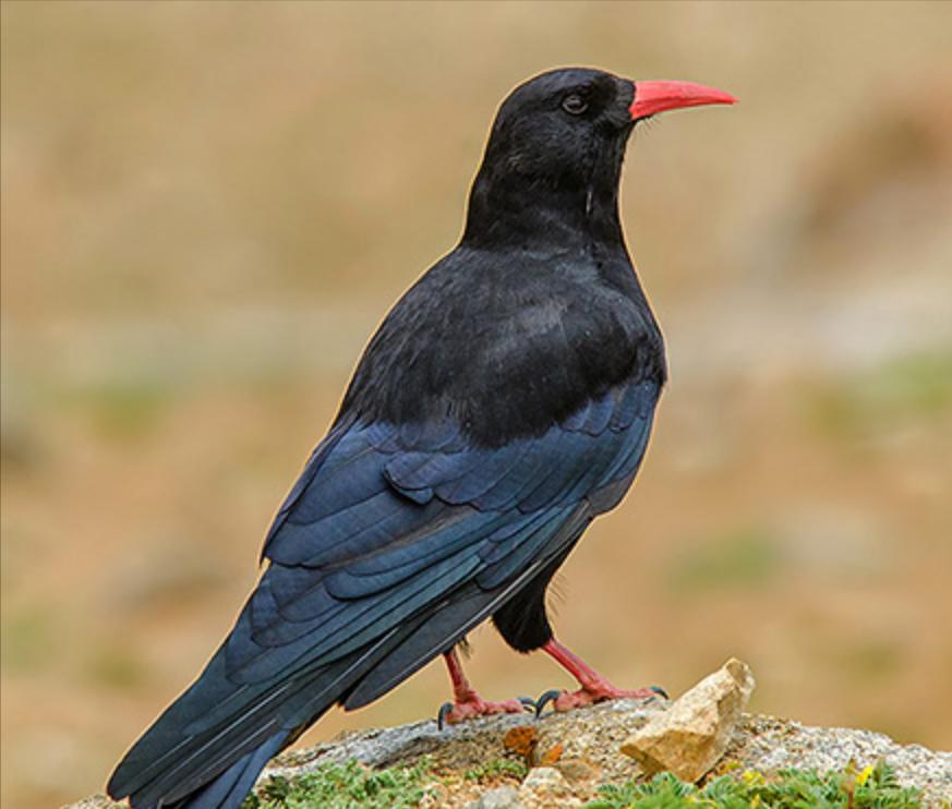 鸟儿大全高清图,高清珍稀鸟动态图片大全