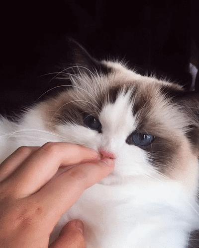 你想不到的冷知识系列7,1分钟带你了解关于布偶猫