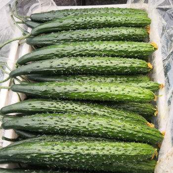 种黄瓜要掐尖打顶吗,大棚种黄瓜长弯有效解决方法