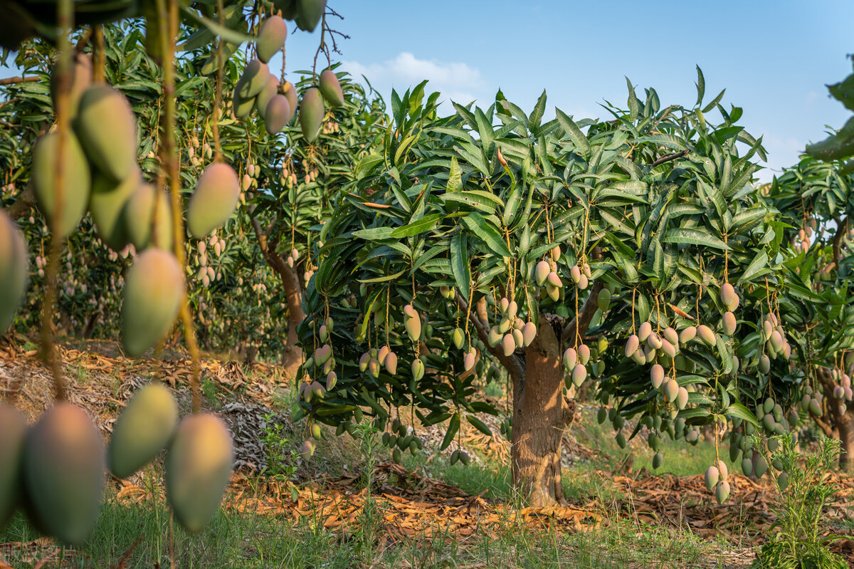海南当地芒果批发价,海南省三亚市芒果价格今日行情