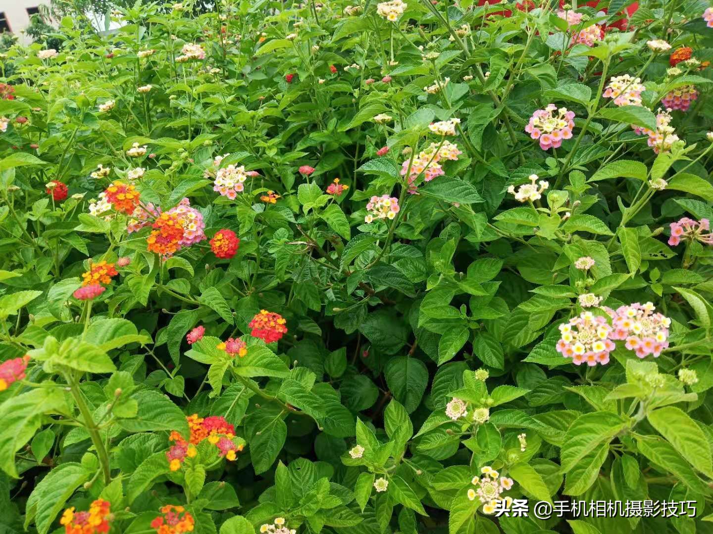 拍照时新手要注意哪些事项,拍照技巧大全及注意事项