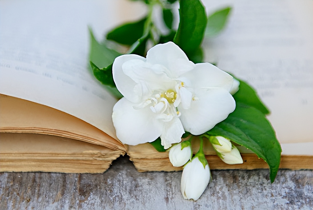 鳄鱼法则是及时止损吗,及时止损是人生的救命法