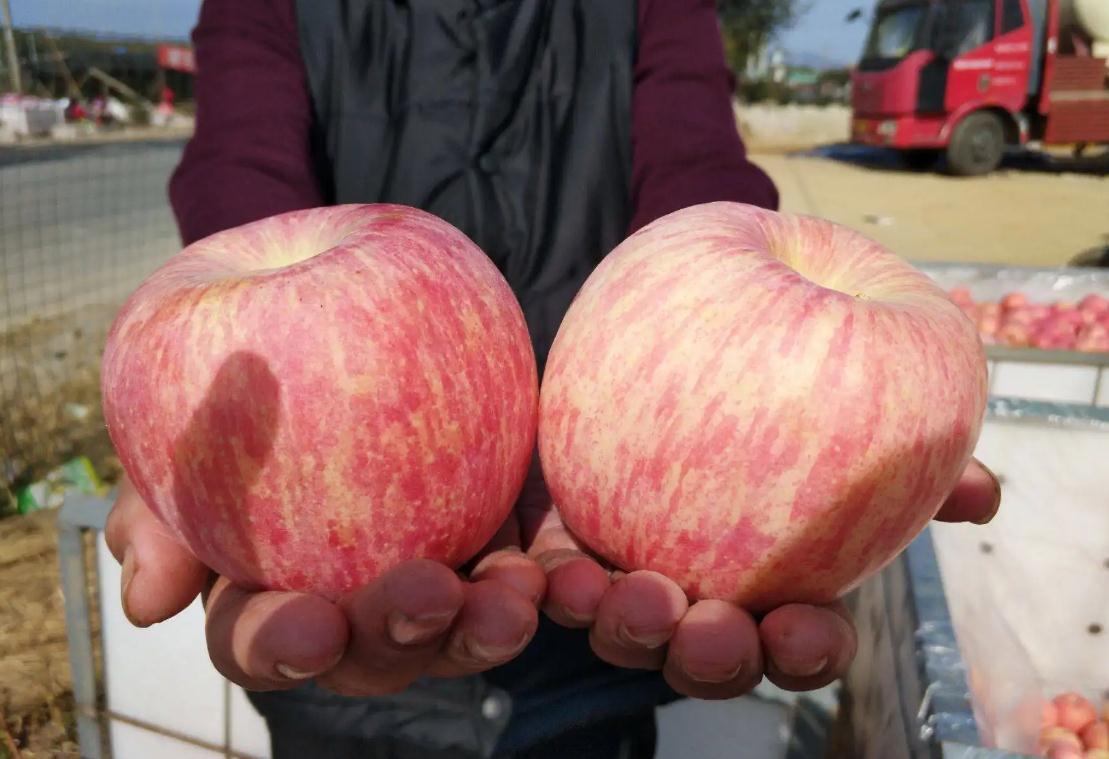 我国哪里的苹果最好吃又甜又脆,苹果哪里的产地最好吃最正宗