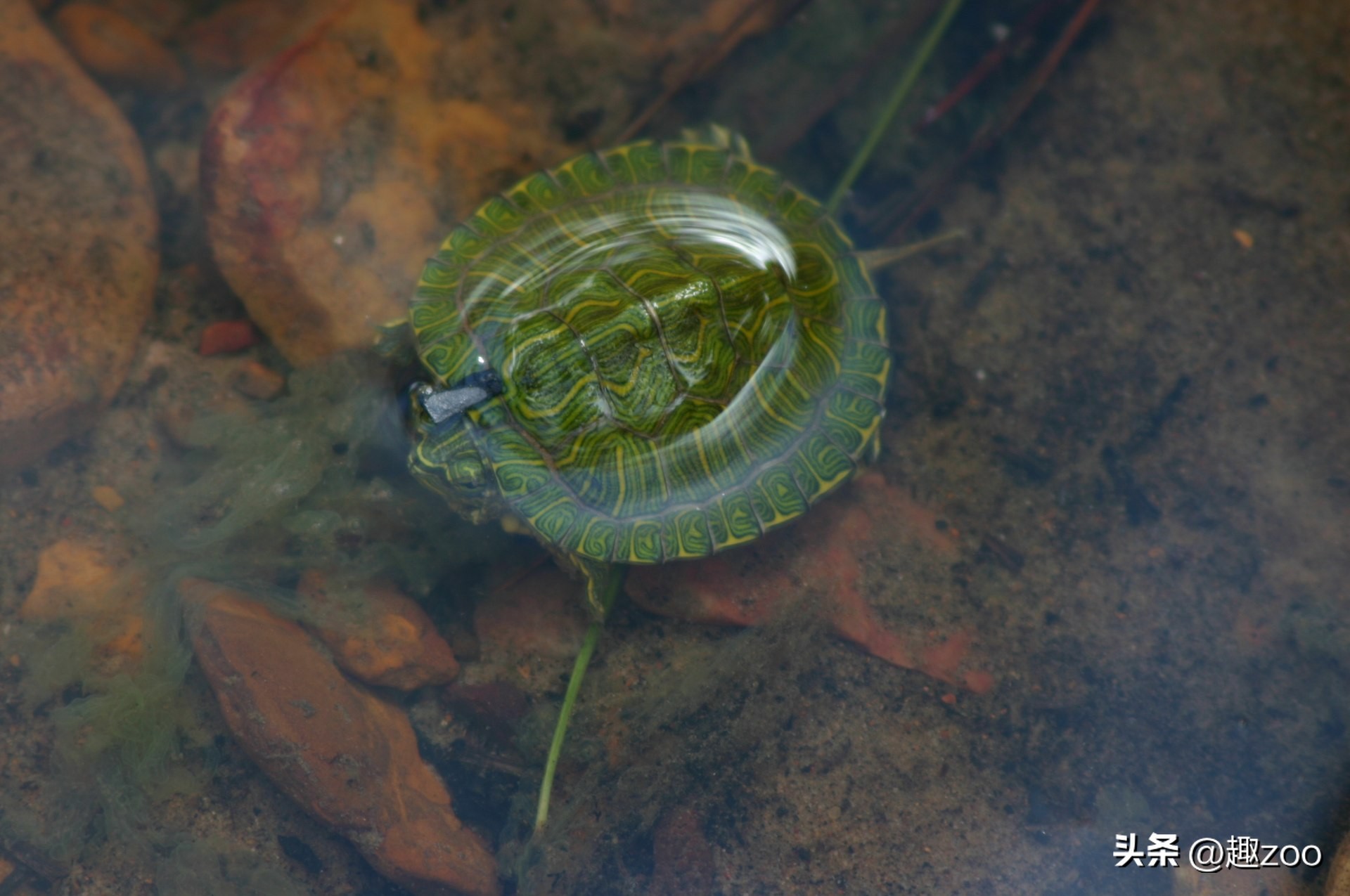 巴西龟适合的水深,巴西龟水温和水深
