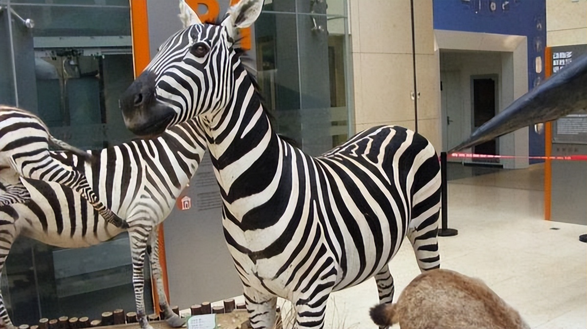 中国古动物博物馆预约公众号,古动物博物馆网上预约门票吗