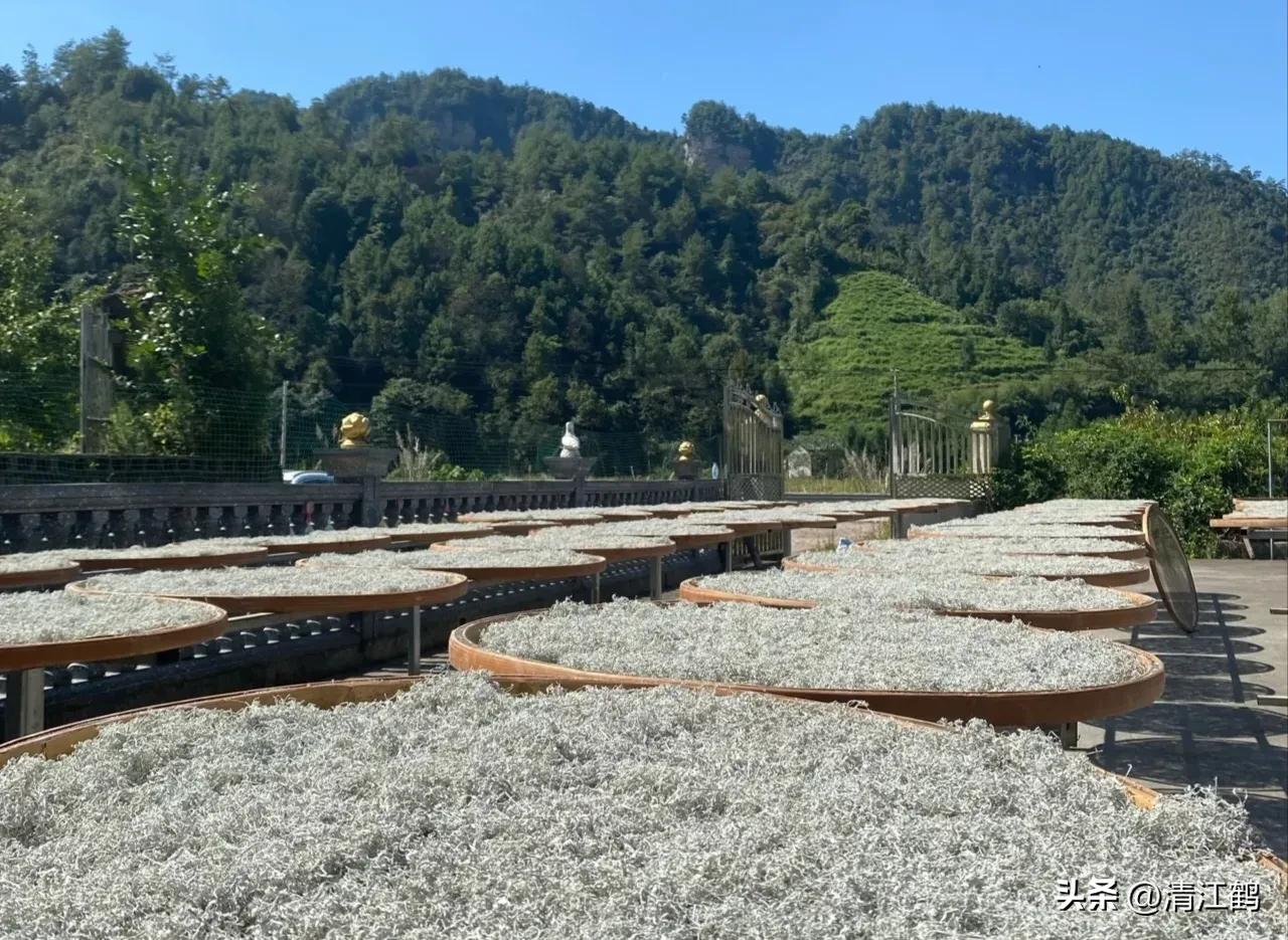 扦插藤茶苗生根的方法,藤茶扦插后不发芽怎么处理