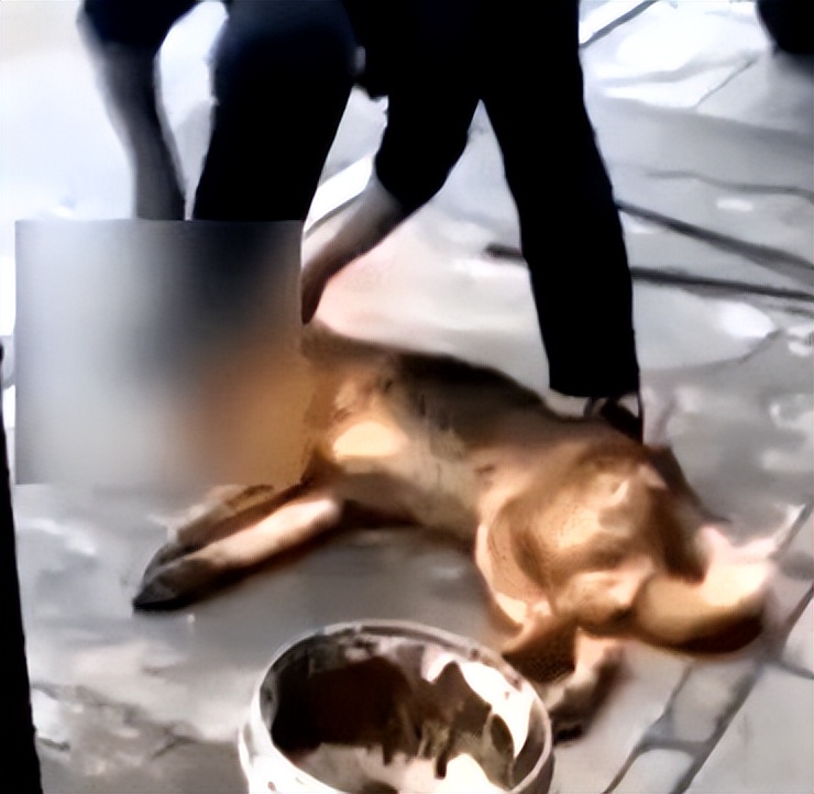 山东小伙被捅19刀凶手是谁,山东小伙被抓原视频