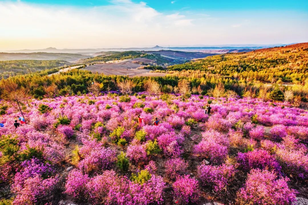 犇福金达莱地址,犇福农场金达莱多吗