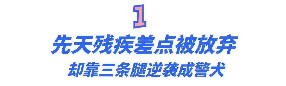 警犬巴顿有多凶猛,帅网红警犬巴顿训练视频