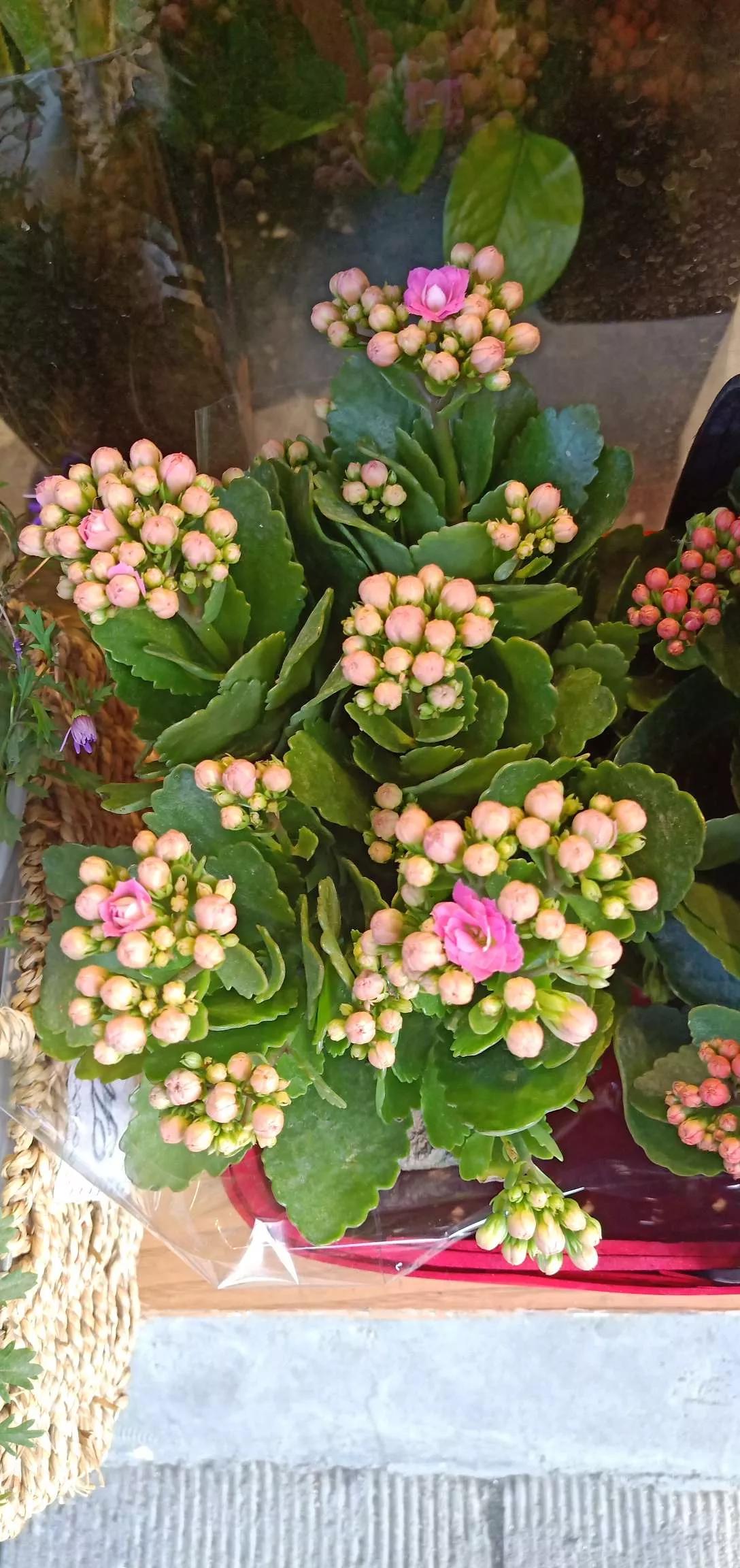 所有花的名称大全,认识各种花的寓意