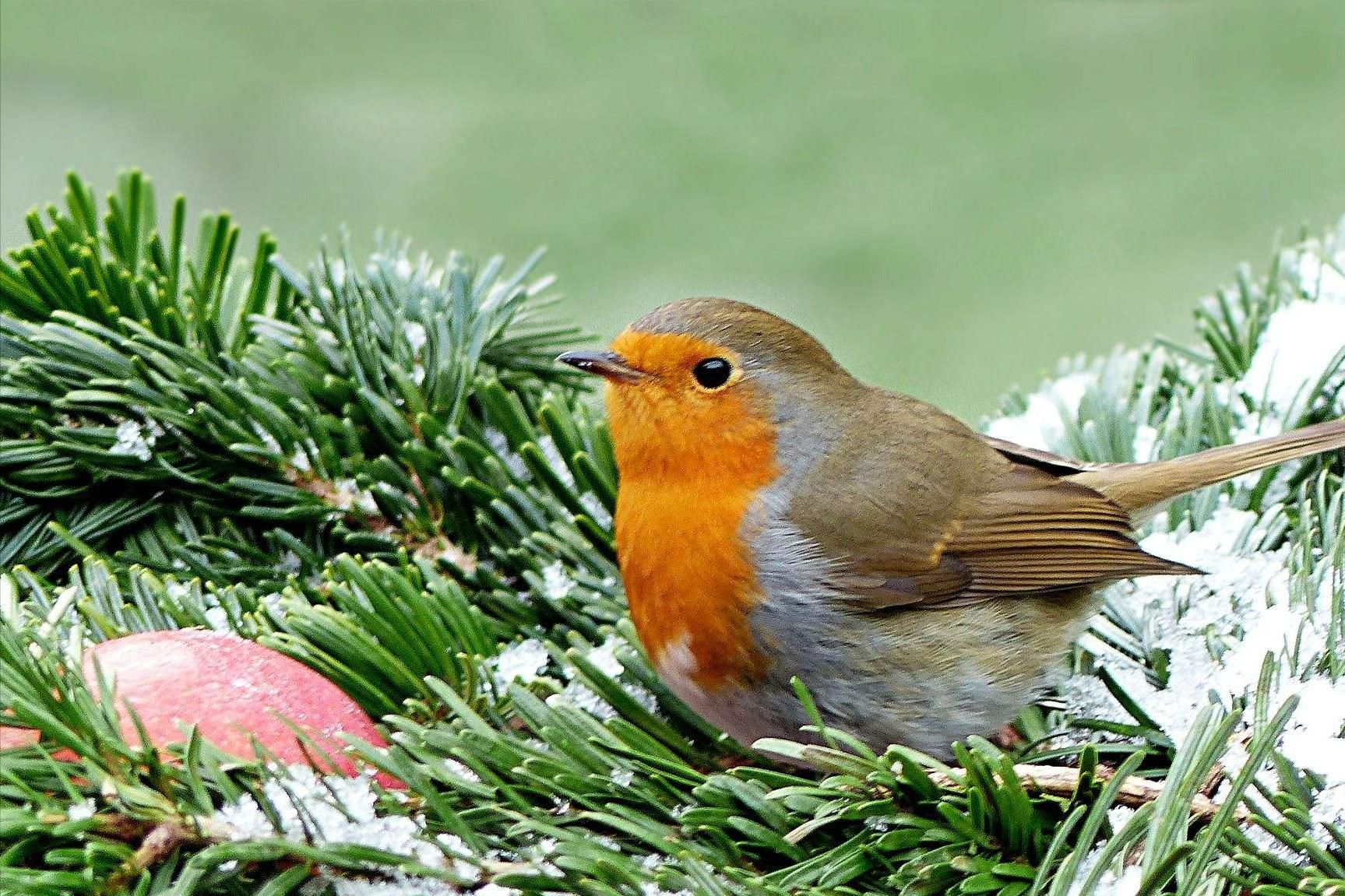 十大珍稀动物比大熊猫还稀有,比大熊猫还珍稀的十种动物