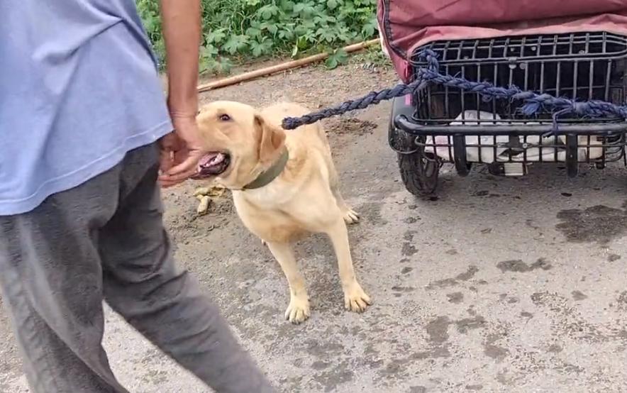拉布拉多未咬人已被主人领回,拉布拉多因为吃得多被主人卖掉