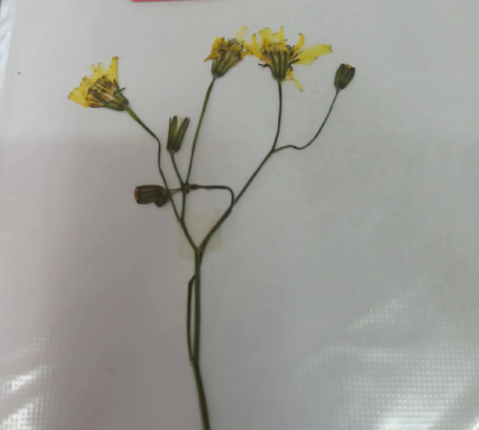 植物标本简单记录,常见却不普通的植物标本