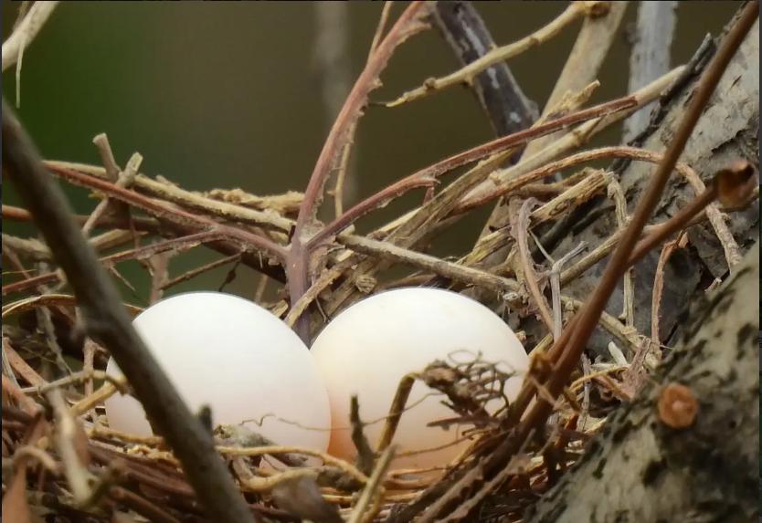 大斑鸠要吃小斑鸠吗,斑鸠喂食的危害