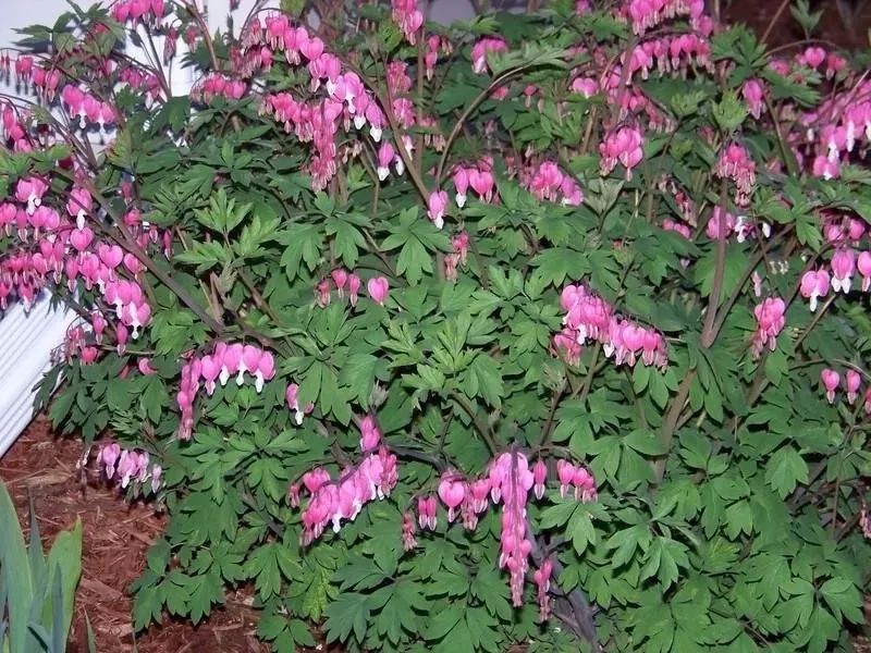 推荐十种适合北方庭院的开花植物,十大适合北方庭院种植的植物