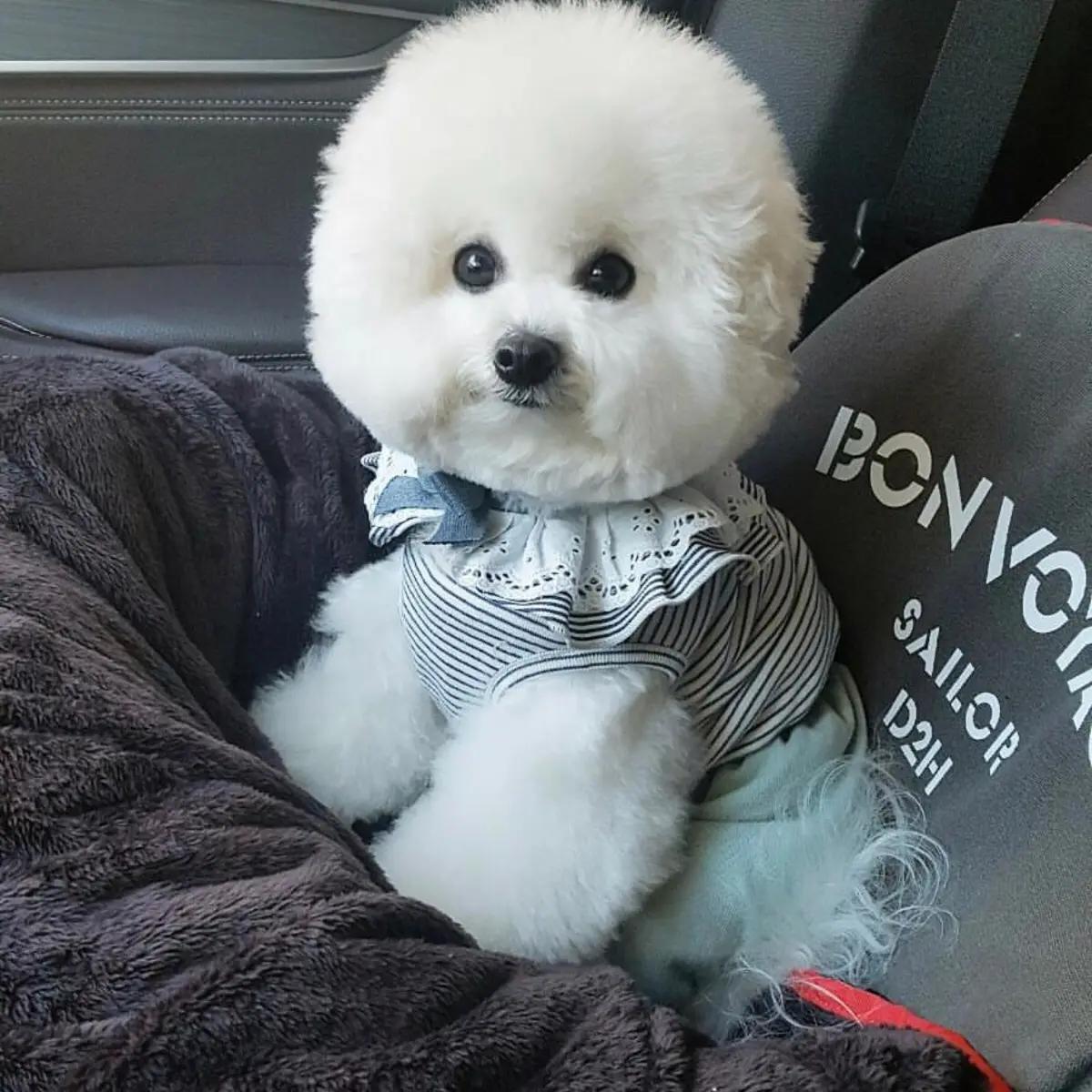 比熊真菌感染脚臭怎么办,比熊脚臭不敢走路怎么办