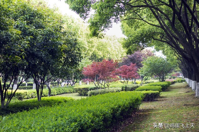 减缓热岛效应的城市规划措施,屋顶绿化对缓解热岛效应的意义