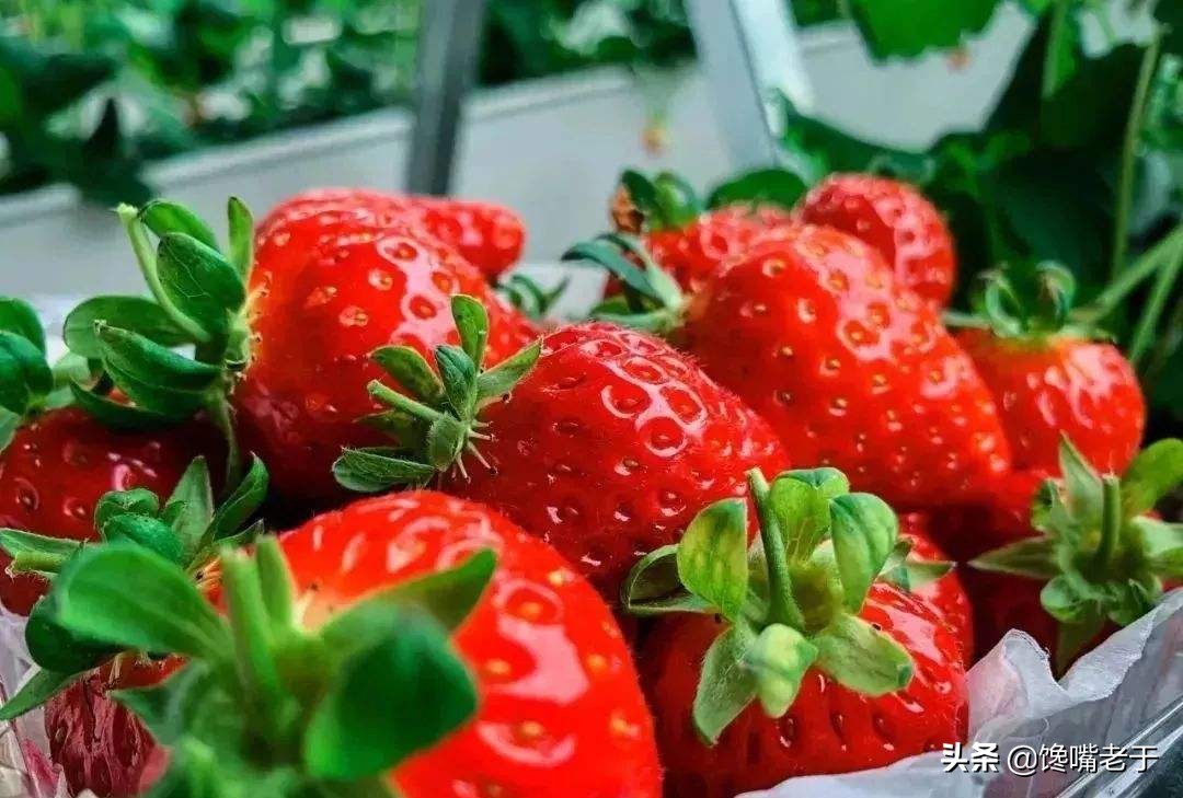 糖分比较低的适合老年人吃的水果,低糖高营养中老年人要多吃