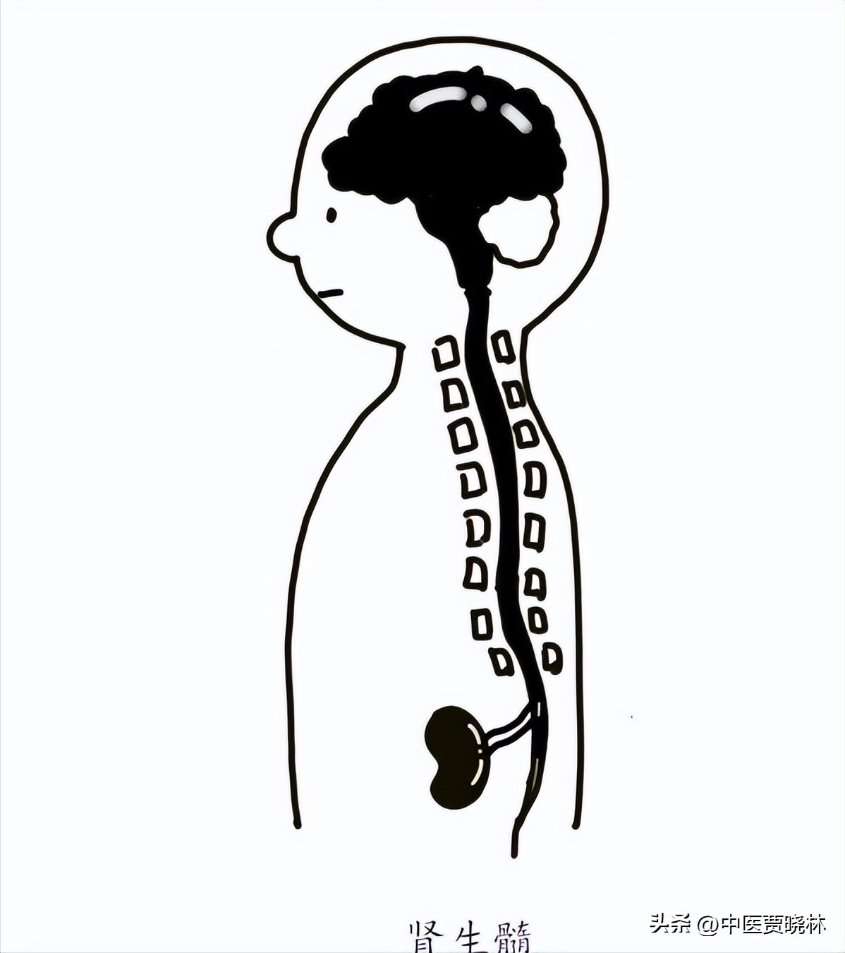 养肾等于养命最全养肾食物大全,养肾护肾的十个方法