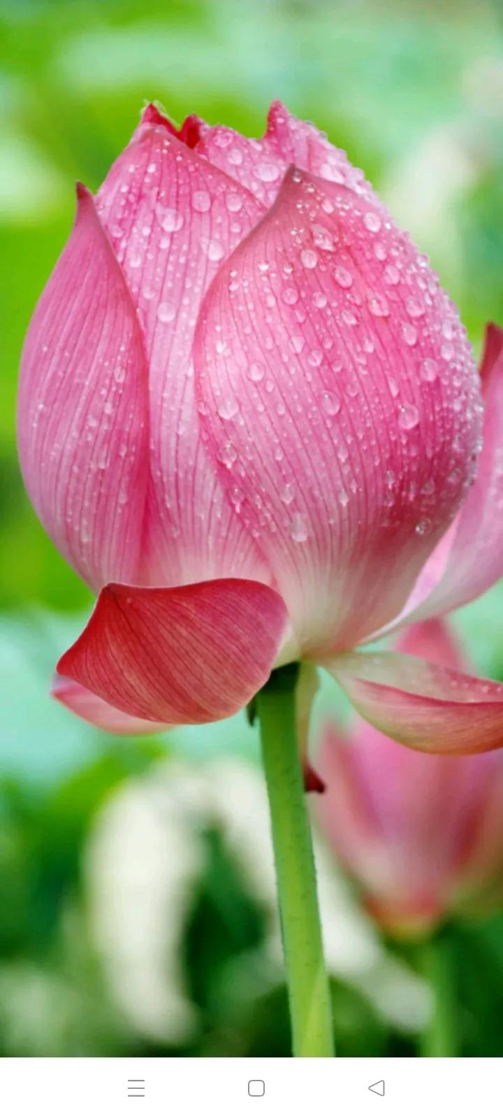 你的生日对应的是哪种生辰花,你的生日对应哪种花