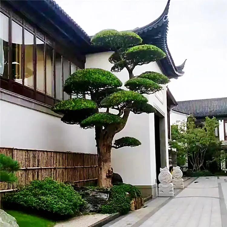 适合家里养的名贵树种,家种柿子树不富也得富