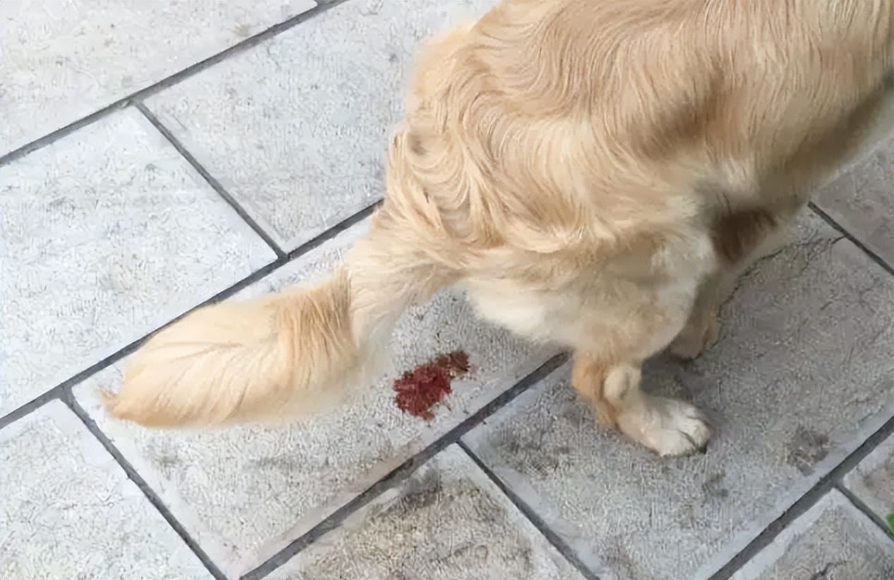 狗狗腹泻但是精神很好怎么回事,狗狗腹泻呕吐白色的泡沫粘液