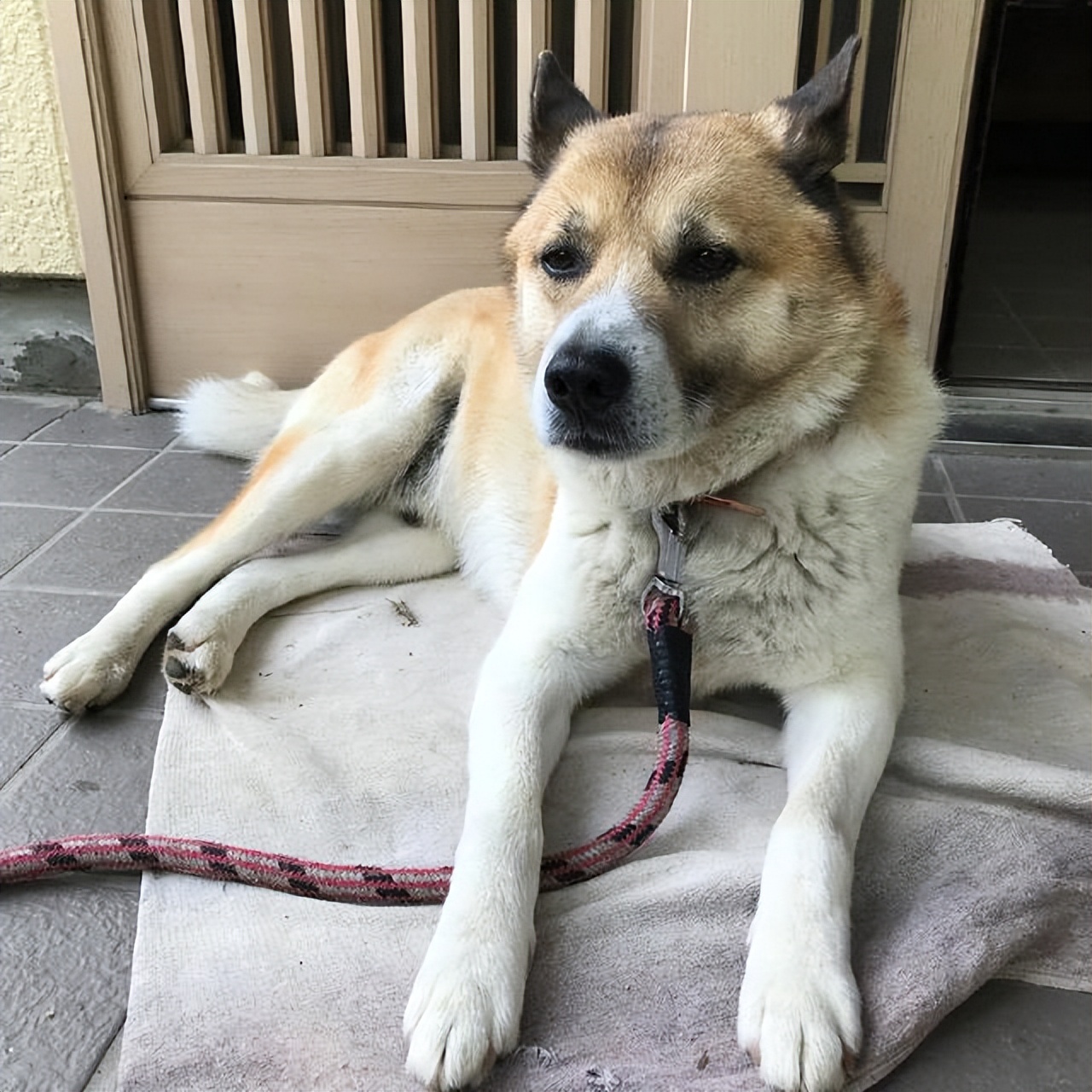 养狗必备用品中华田园犬,新手养狗中华田园犬基础知识