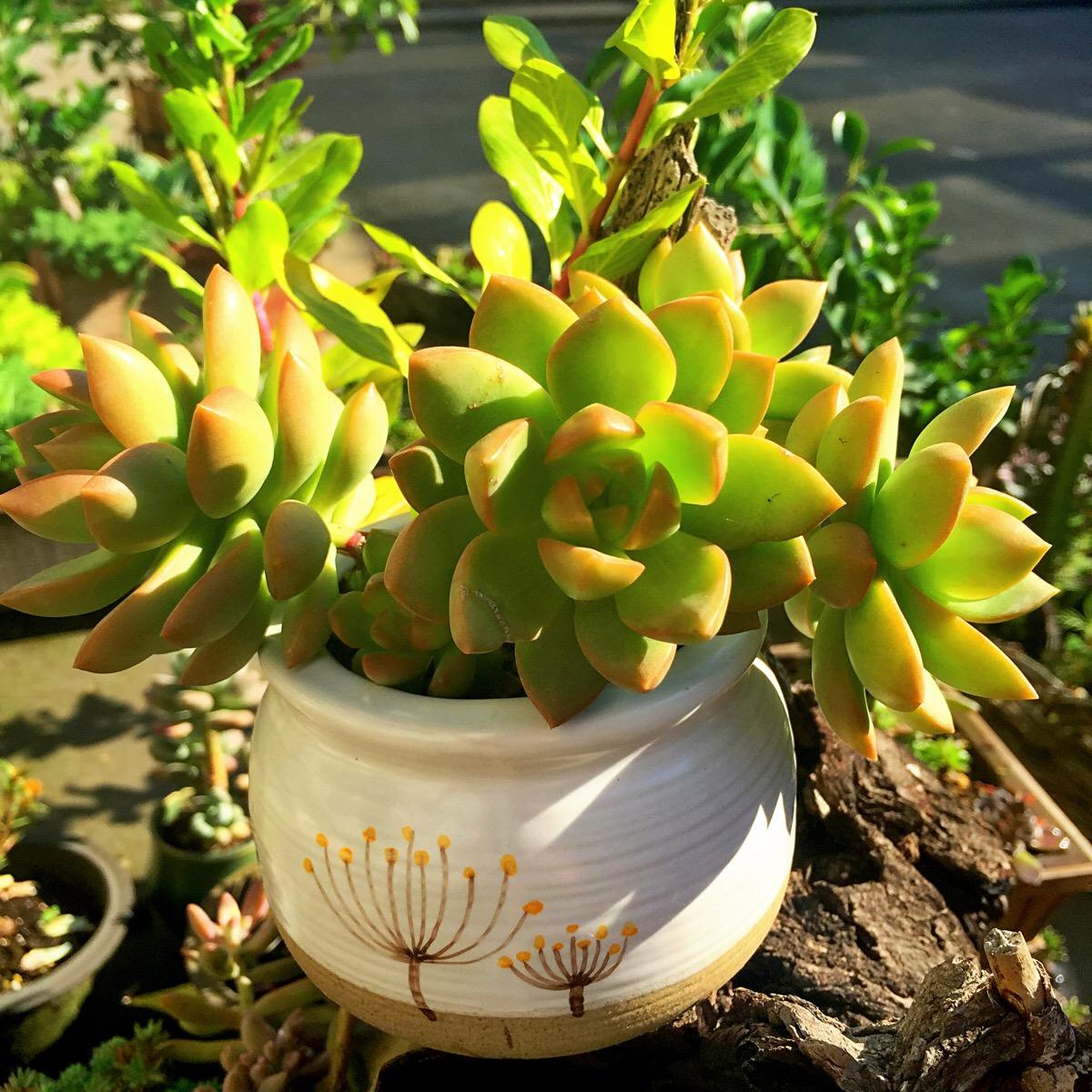 爱徒长的黄丽别嫌弃，3月控一控，养成漂亮“宝石花”