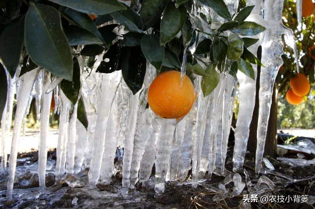 预防作物冻害最好的防冻剂,植物冻害了还能用防冻剂吗