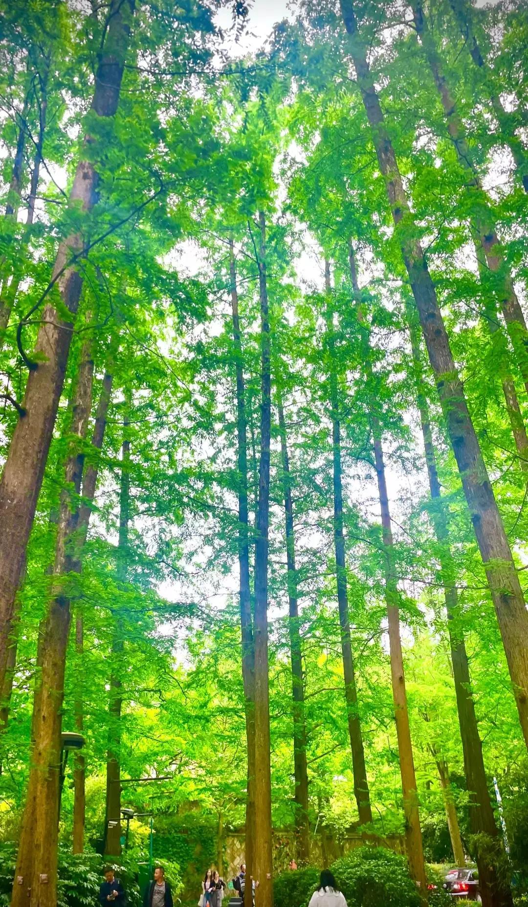 浙江最值得去的十大景区,浙江玉环十大景区排名