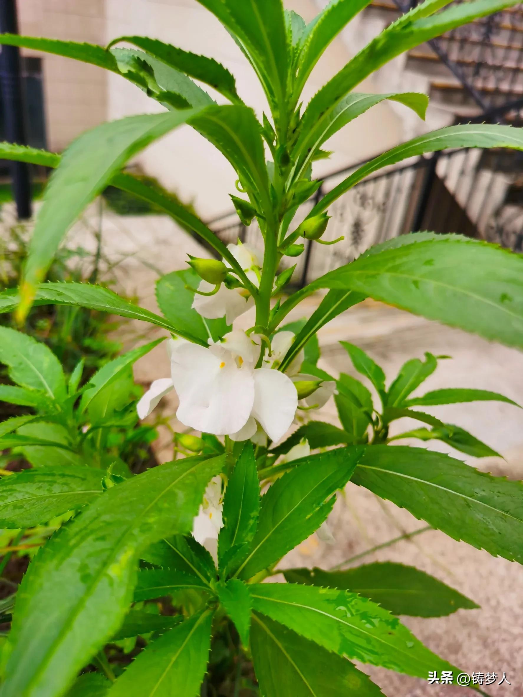 没有涂指甲油的指甲怎么涂指甲花,指甲花怎么弄颜色好看手还干净