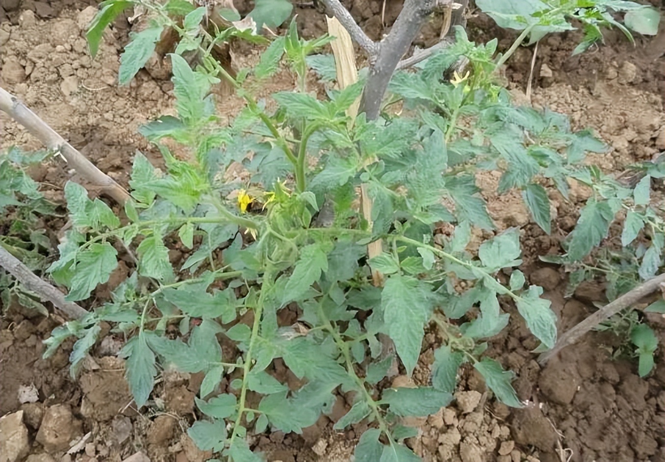 浙江人常吃的蔬菜有哪些,幼儿园常吃的蔬菜有哪些