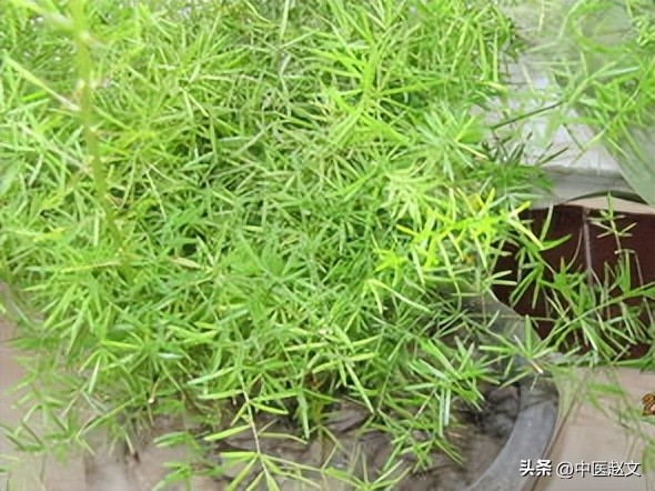 肾精亏虚怎么调理肾精,倪海厦治疗肾精亏虚的中药方子