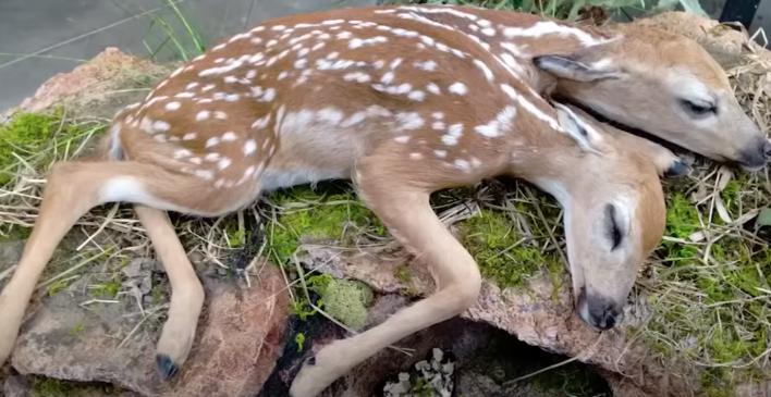 10种怪异的两个头动物,10种变异双头动物