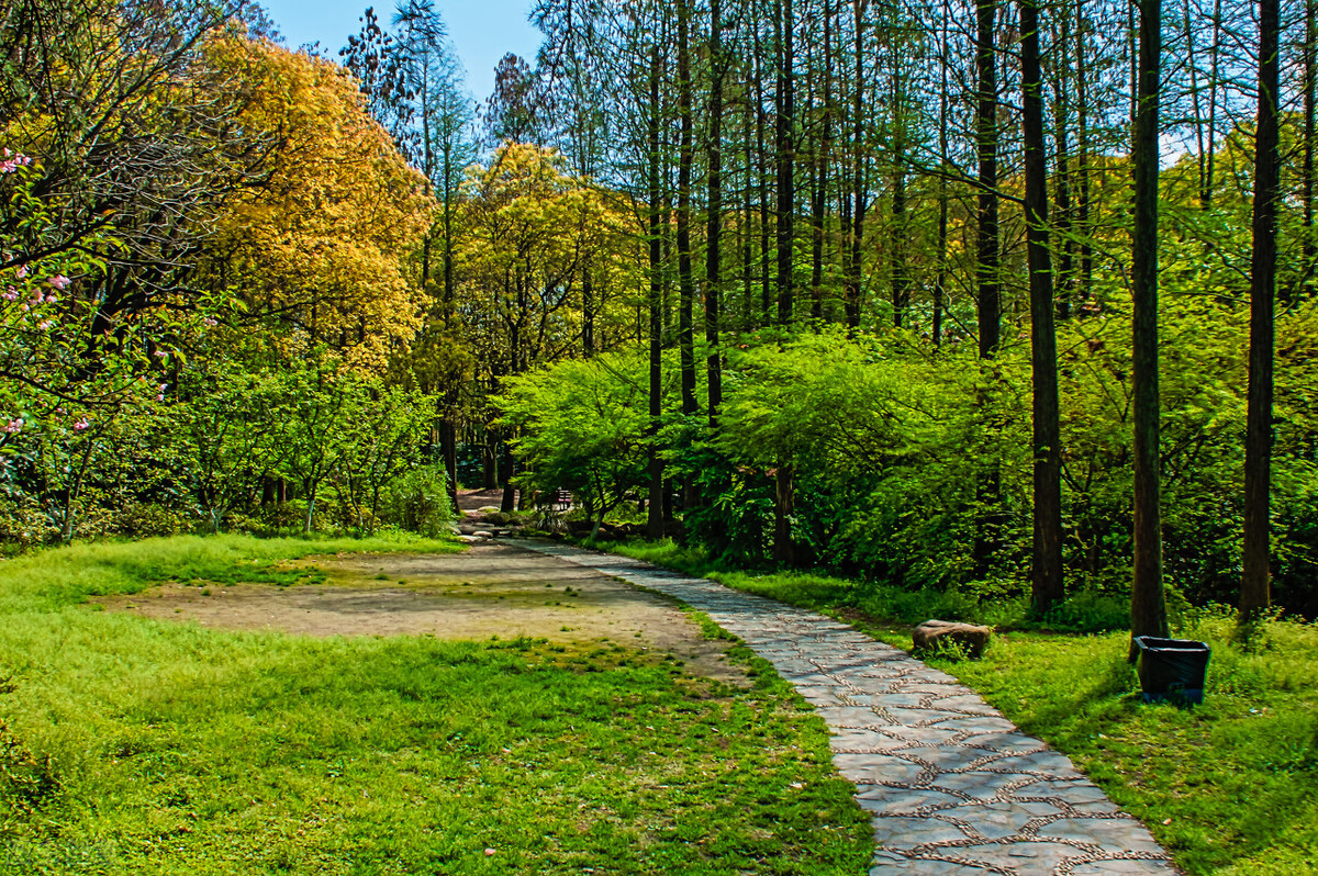 上海附近的森林秘境,上海惊现的森林秘境