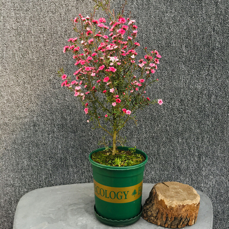 20种吉祥的花,20种年宵花高端又大气