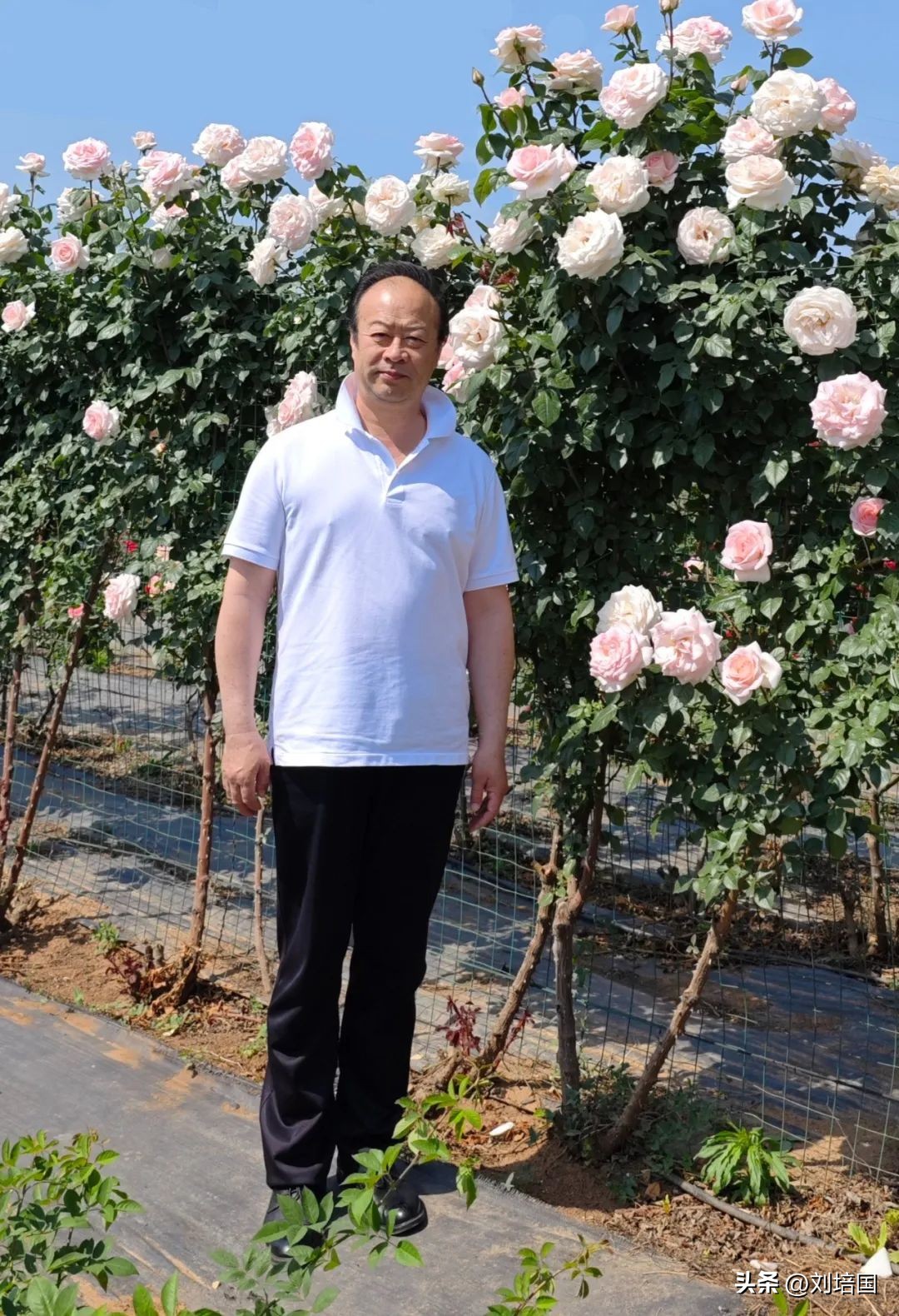 市花月季公园,市花月季