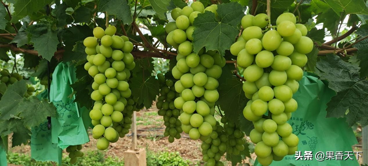 阳光玫瑰种植前景分析,阳光玫瑰前期种植技术全套