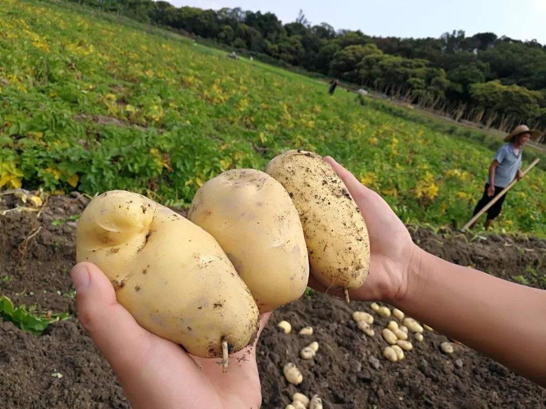 家乡的土豆真好吃,哪个地方的土豆最好吃最有营养