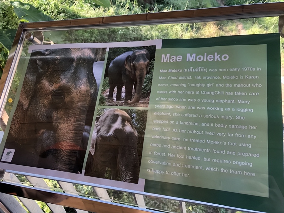 泰国旅游攻略普吉岛大象,泰国大象节旅游攻略