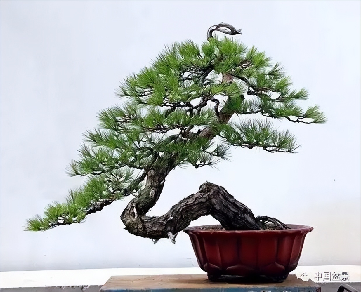 新手松树盆景制作,盆景铝线怎么蟠扎松树盆景