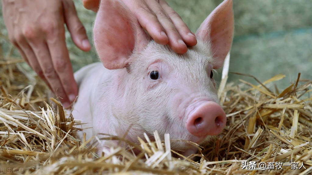 小母猪最后怎么处理,小母猪发猪情的表现