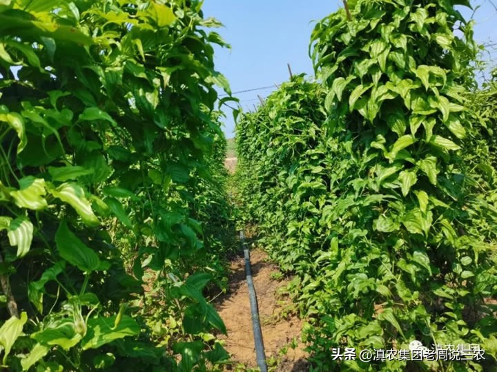 适应林下种植的药材有哪些,林下经济种植中草药有哪些