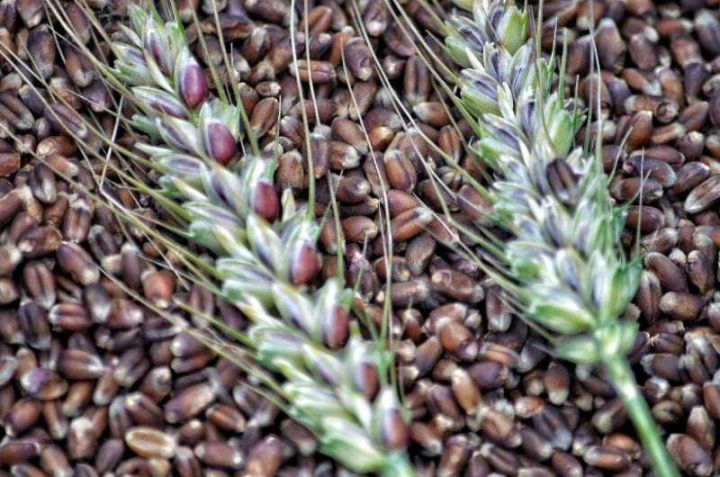 原来小麦也有高颜值！河北南皮3000亩彩麦丰收，彩色麦粒钙质高