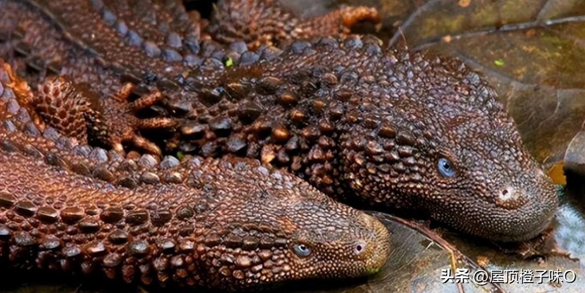 【晚清*楼青**秘影】*楼青**女丰乳肥臀，媚态撩人，风情尽显！