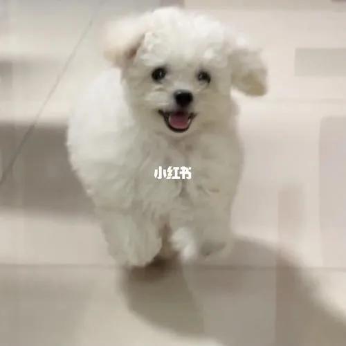 可爱的狗狗叫哆哆,聪明狗狗哆哆