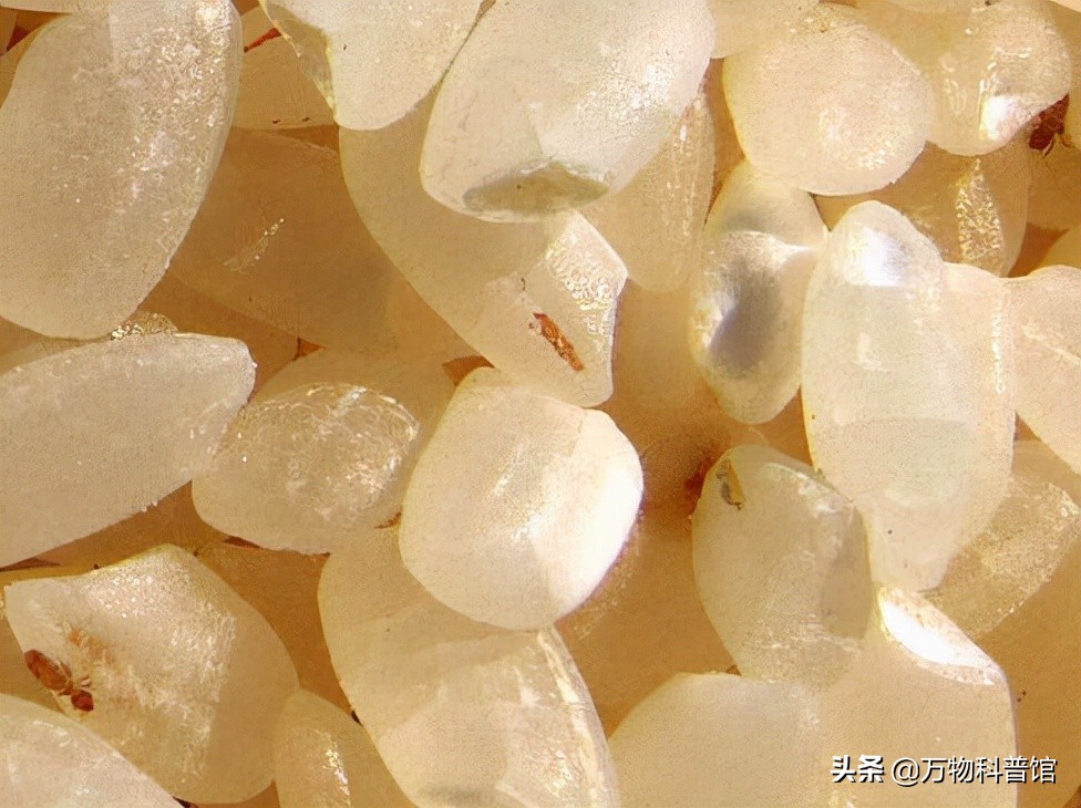 超市买的大米为什么煮不烂,为啥大米放超市里很久都不坏